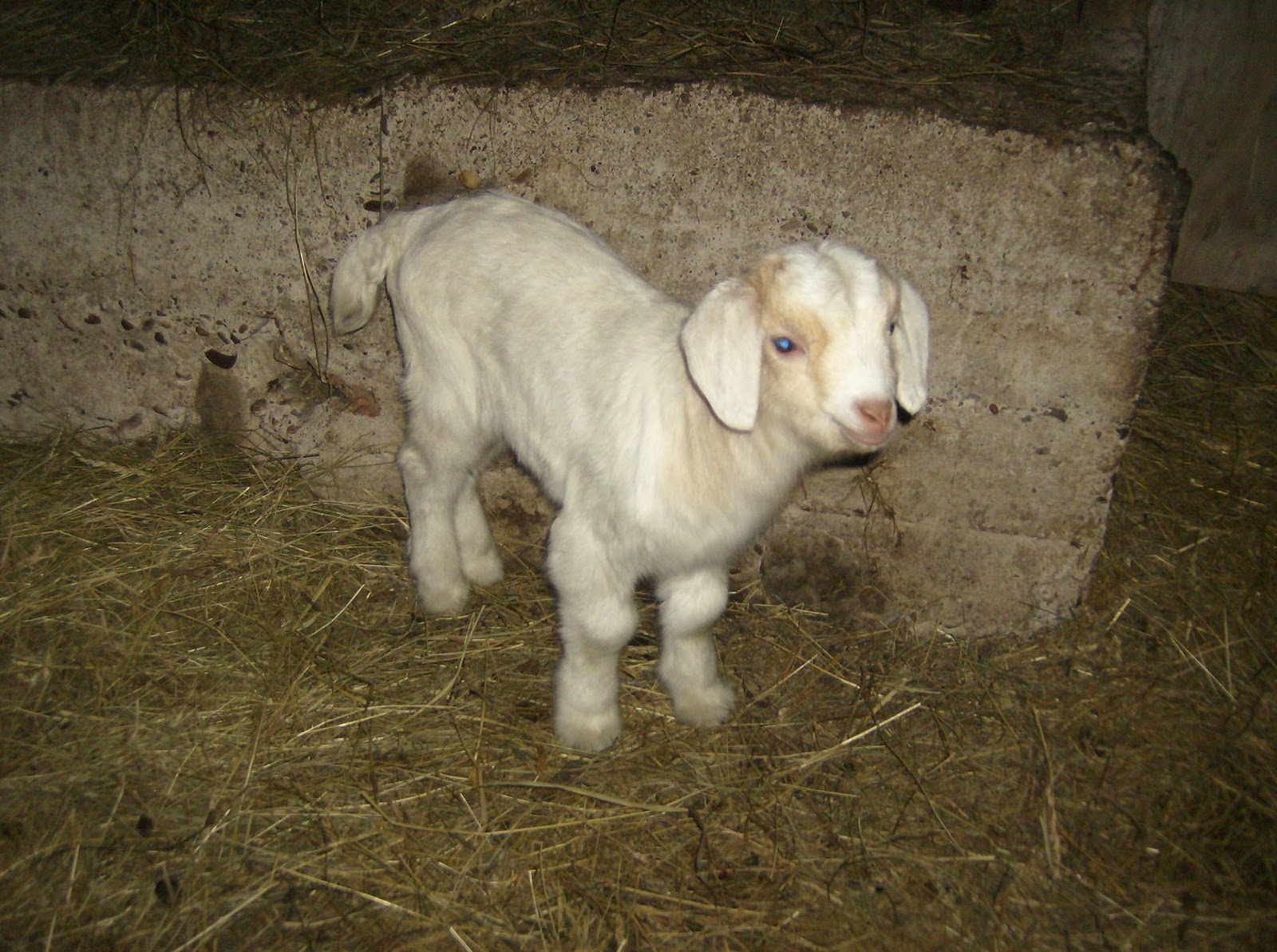What is a baby goat called?